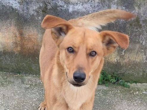 Adotta un cane, taglia media, maschio, Caserta