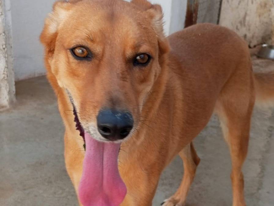 Vuoi adottare un cane a Caserta?