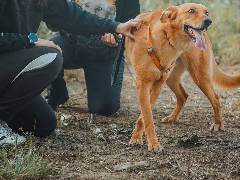 Adotta il cane MIRO  a Caserta