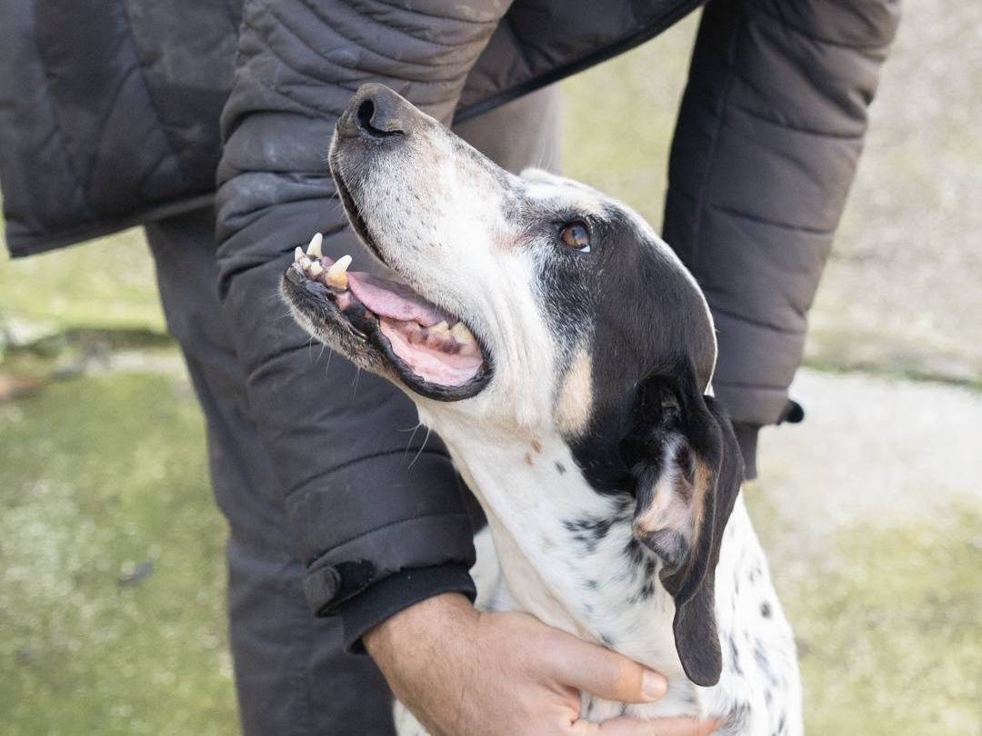 Foto dell'animale