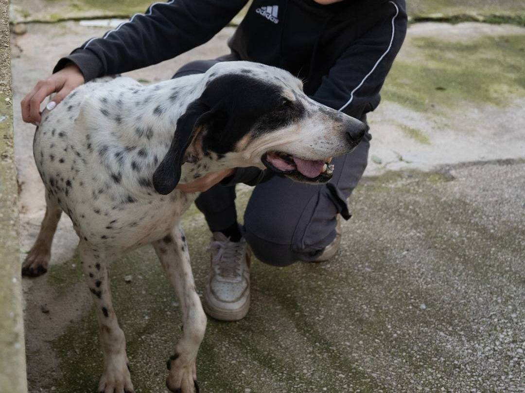 Adotta un cane, maschio, 7 anni  e 3 mesi , Caserta