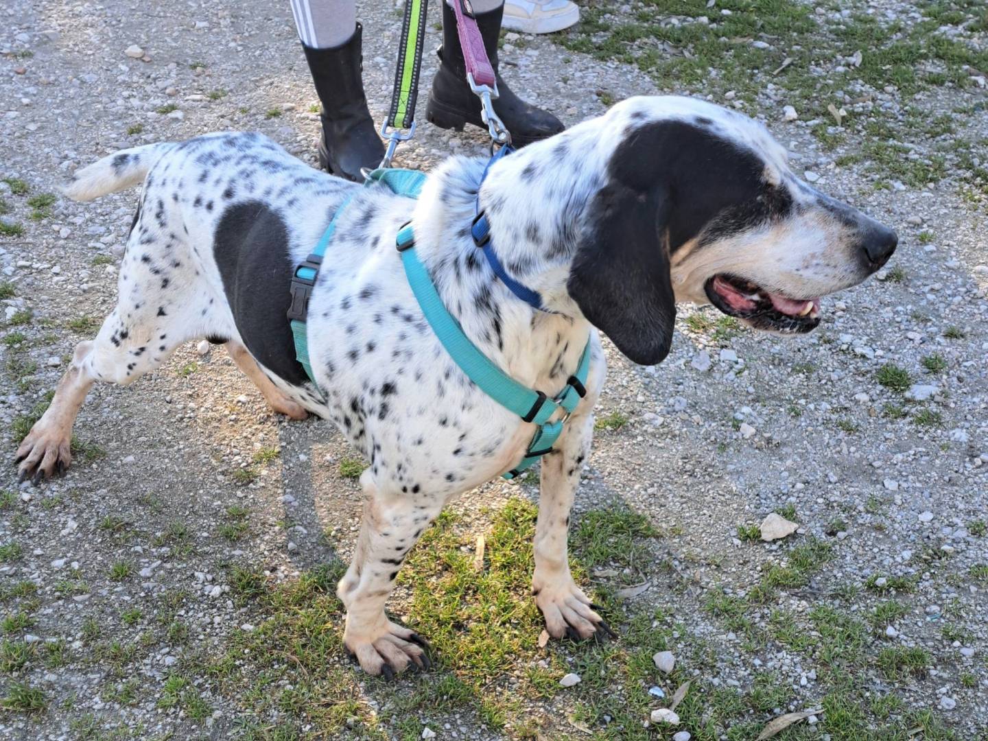 Vuoi adottare un cane a Caserta?