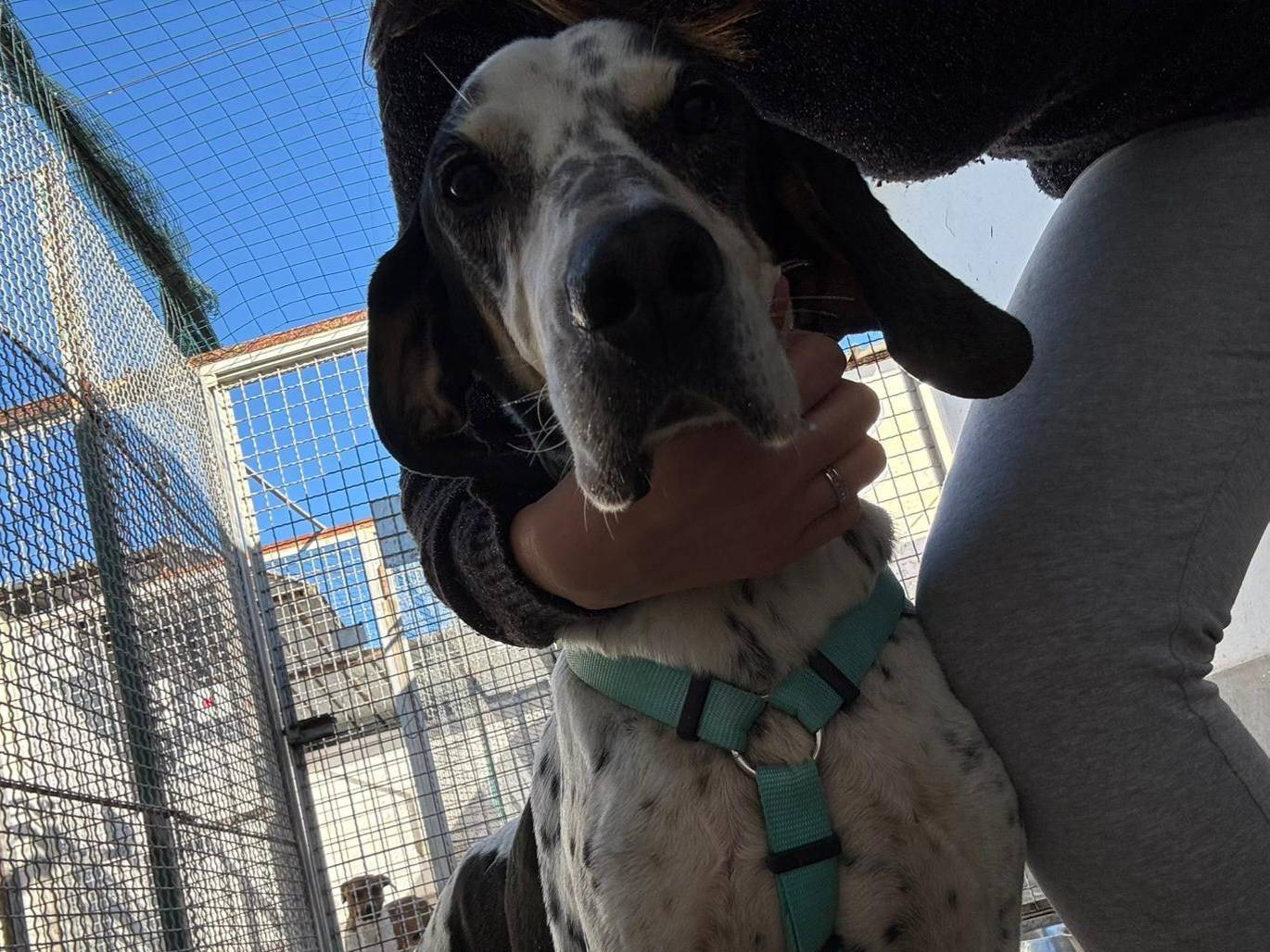 Adotta il cane MACCHIA a Caserta