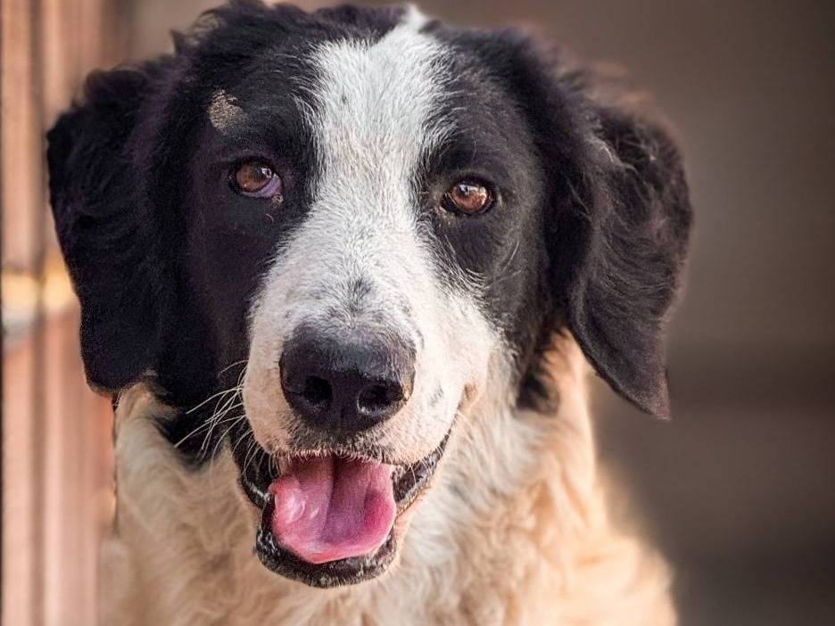 Adozione cane, femmina, Razza sconosciuta Razza sconosciuta, 1 anno e 8 mesi, taglia media, Crotone
