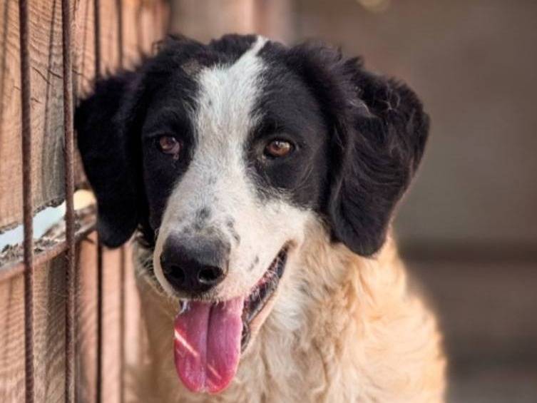 Adotta un cane, femmina, 1 anno e 8 mesi, Crotone
