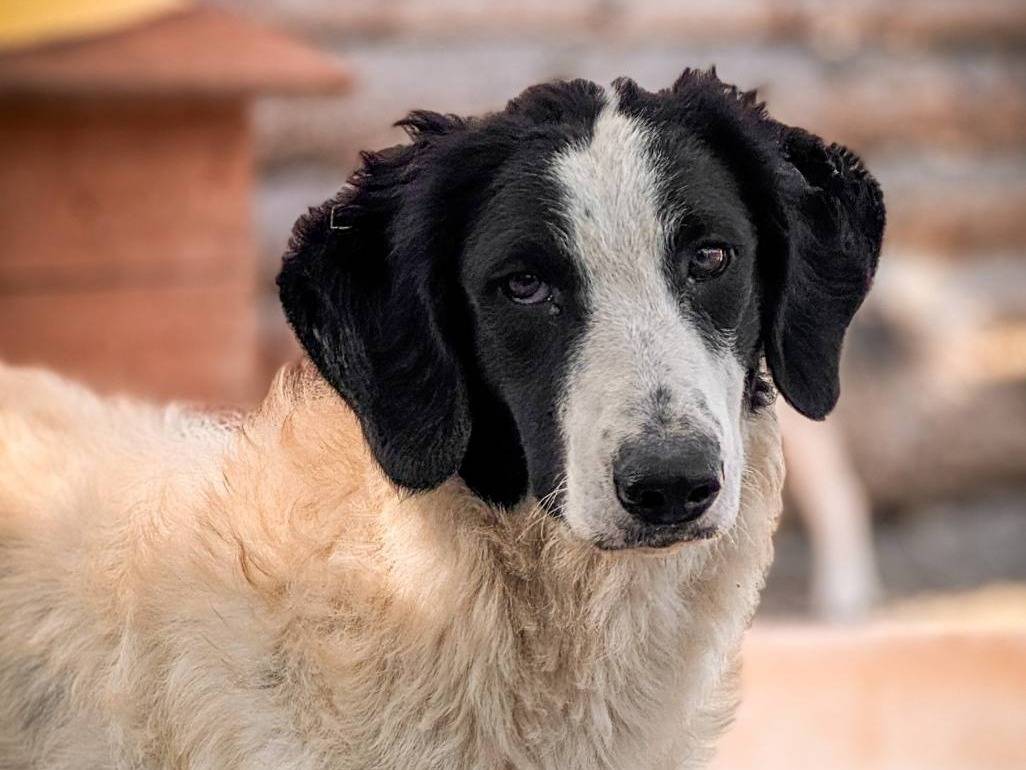 Adotta un cane, taglia media, femmina, Crotone