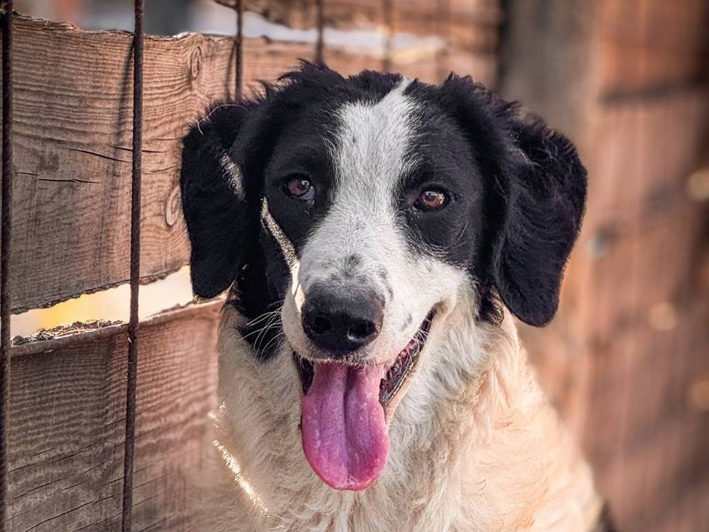 Vuoi adottare un cane a Crotone?
