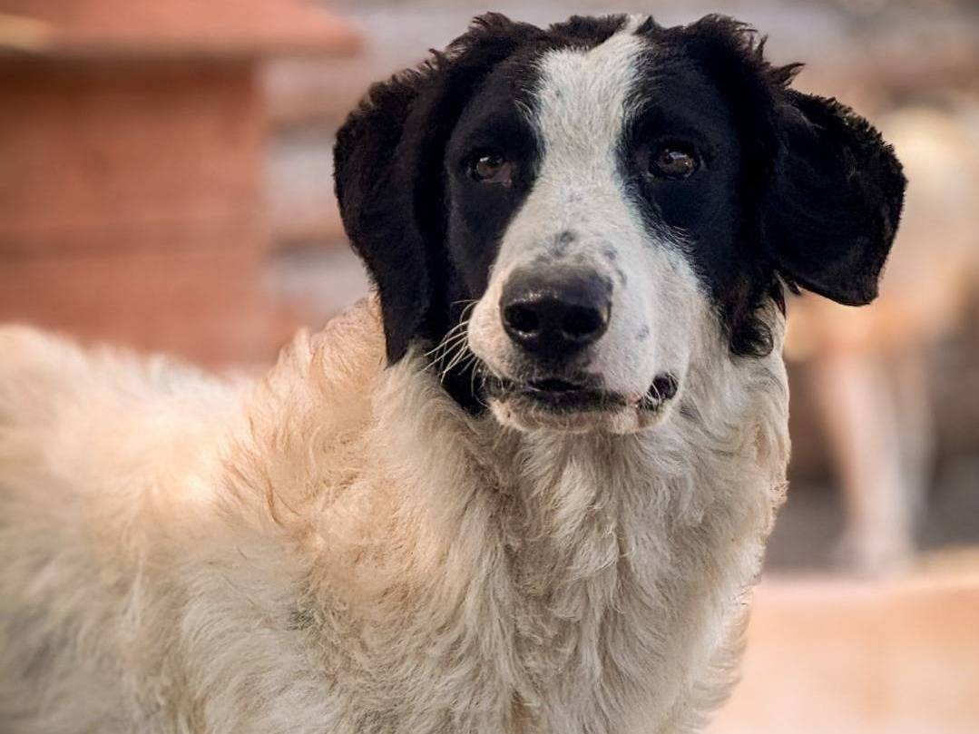 Adotta il cane ITA a Crotone
