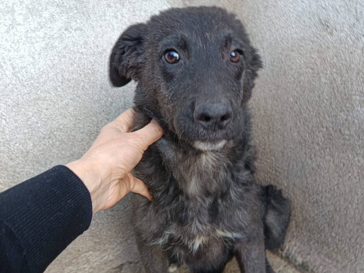 Adozione cane, femmina, Razza sconosciuta Razza sconosciuta, 11 mesi, taglia media, Crotone