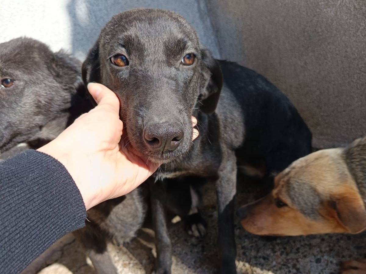 Foto dell'animale