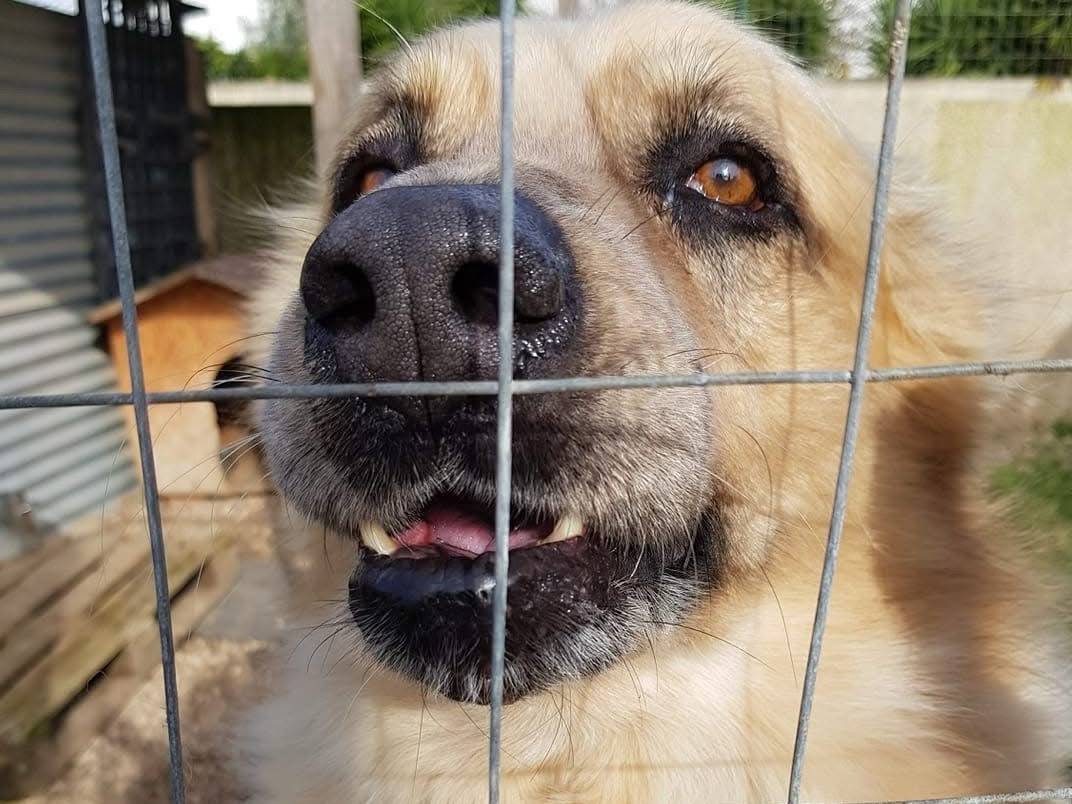 Foto dell'animale