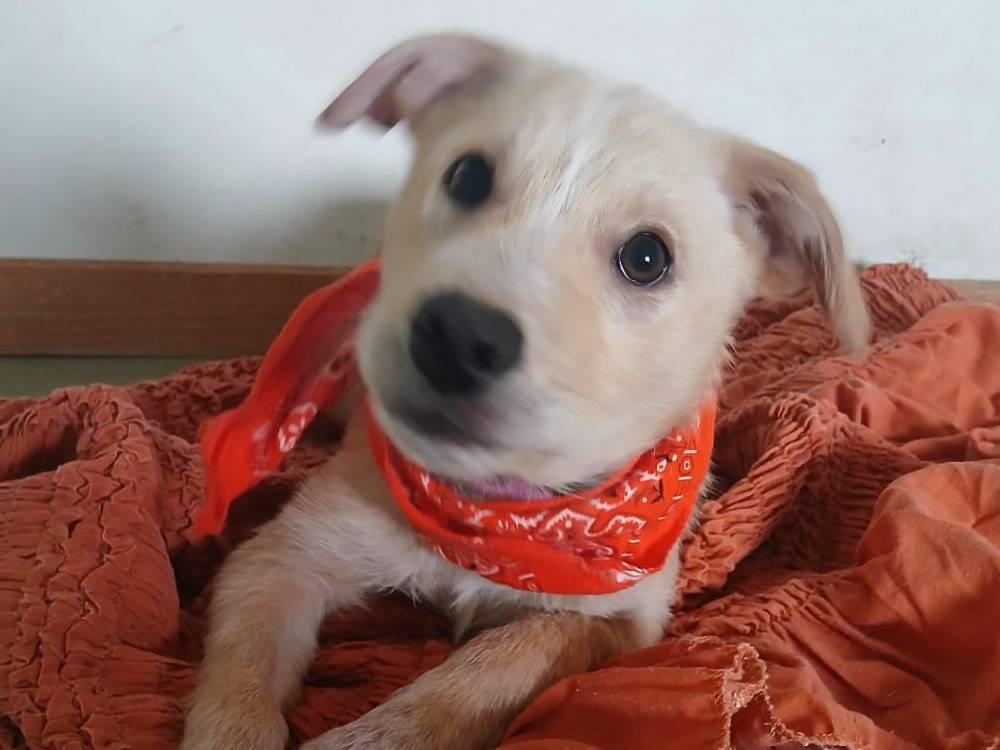 Adotta un cane, maschio, 1 anno e 3 mesi, Bari