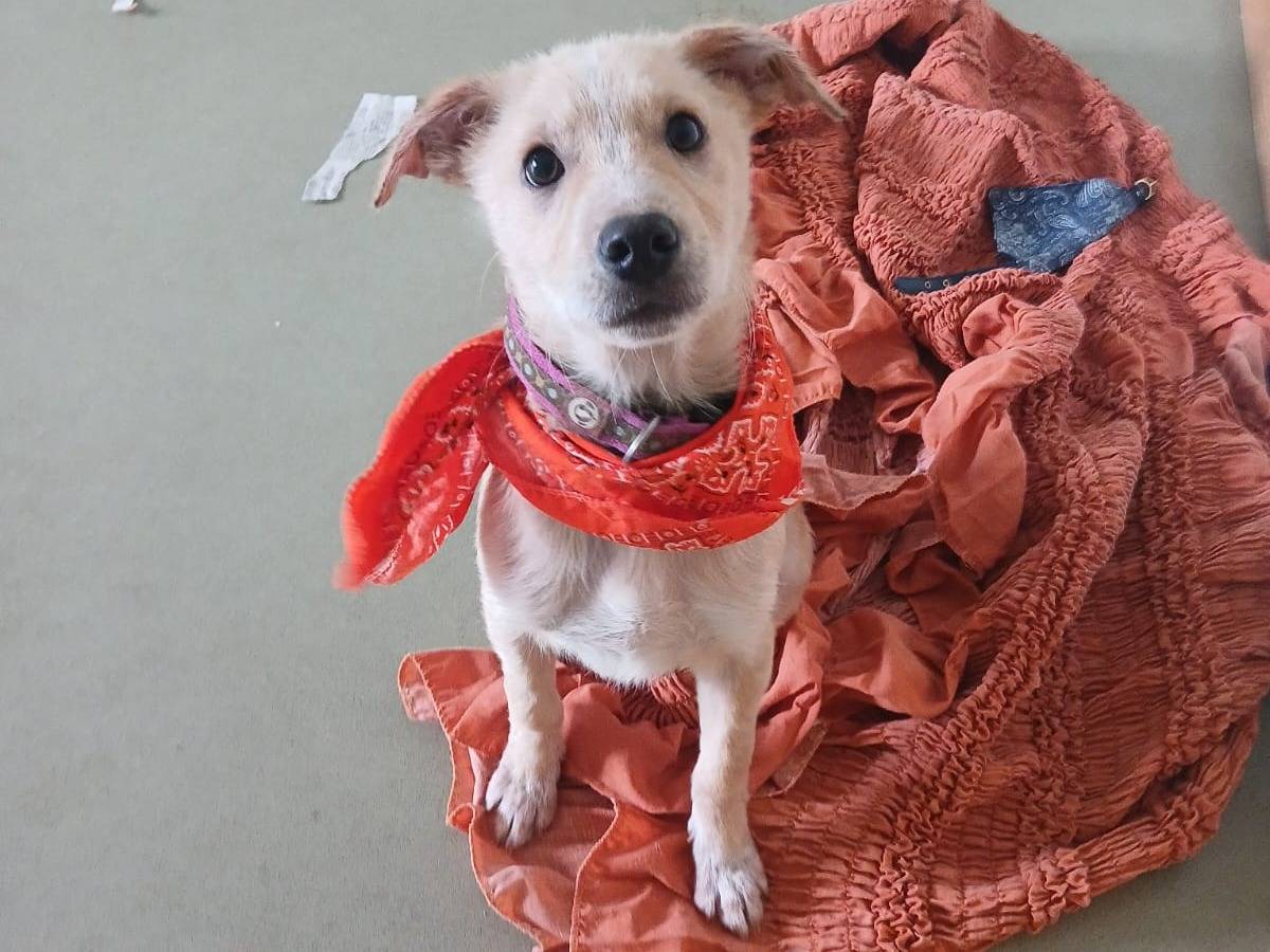 Adotta un cane, taglia media contenuta, maschio, Bari