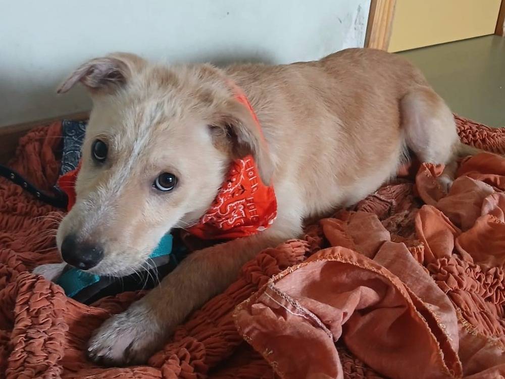 Vuoi adottare un cane a Bari?