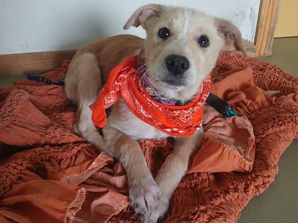 Adozione cane, maschio, Razza sconosciuta Razza sconosciuta, 1 anno e 3 mesi, taglia media contenuta, Bari