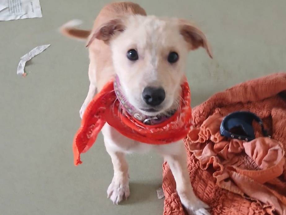 Adotta il cane Olly a Bari