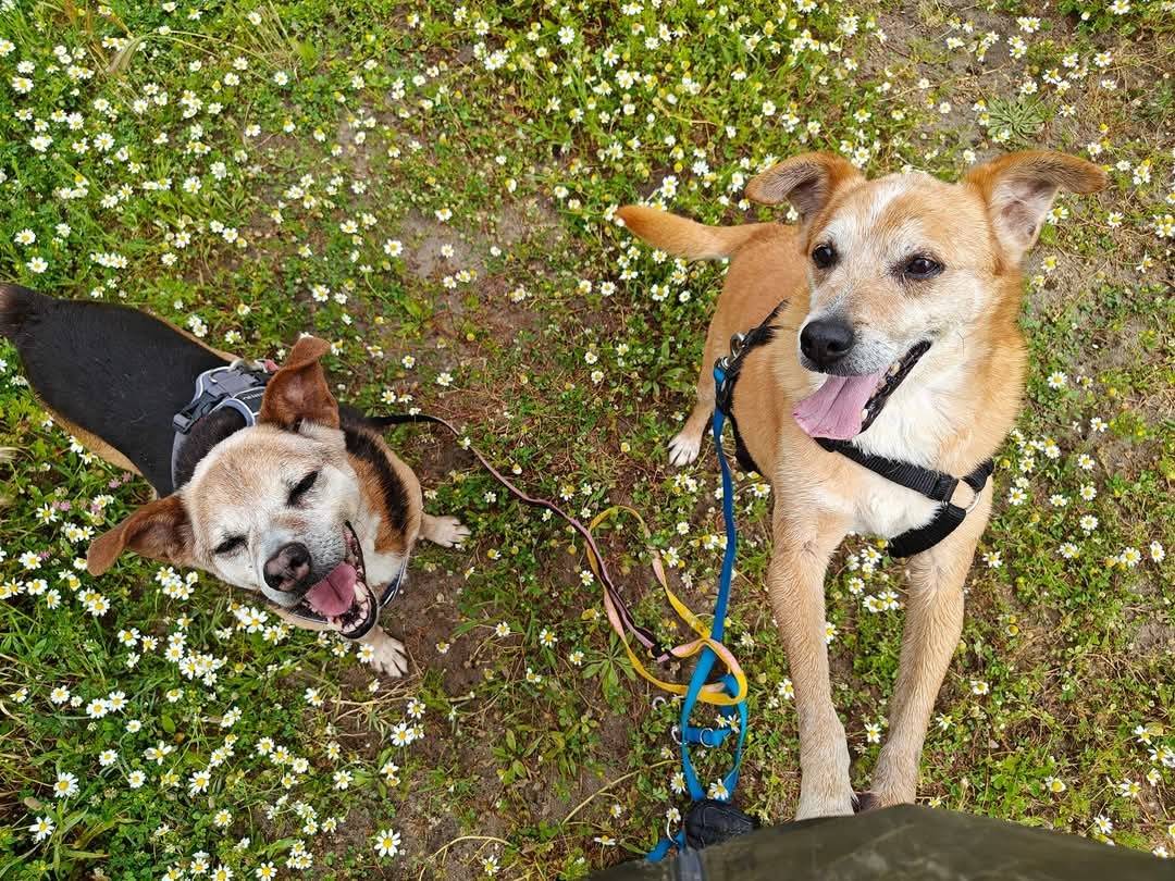 Adotta un cane, maschio, 15 anni  e 7 mesi , Caserta