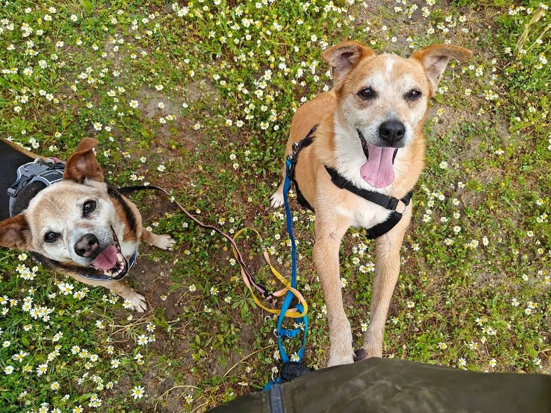 Vuoi adottare un cane a Caserta?