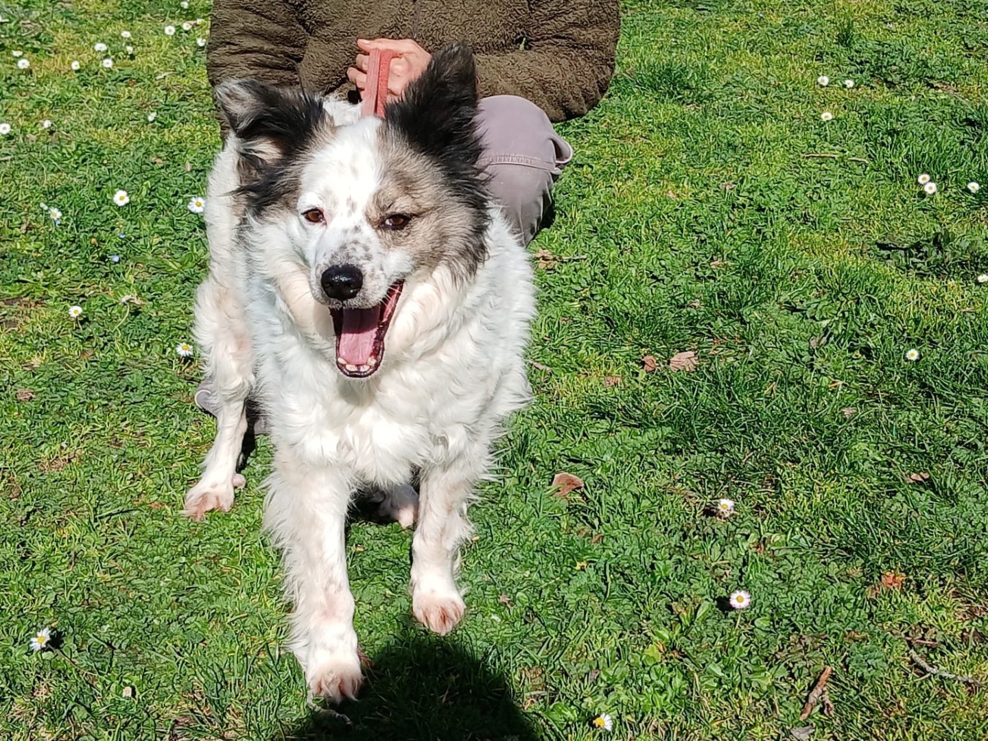 Adozione cane, maschio, Razza sconosciuta Razza sconosciuta, 5 anni e 1 mese, taglia media contenuta, Roma