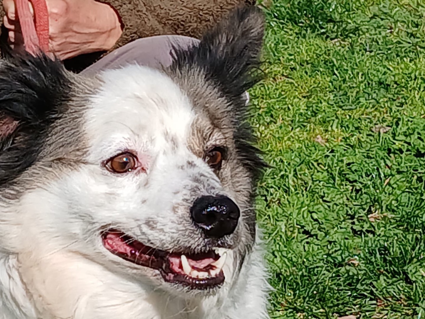 Adotta un cane, maschio, 5 anni e 1 mese, Roma