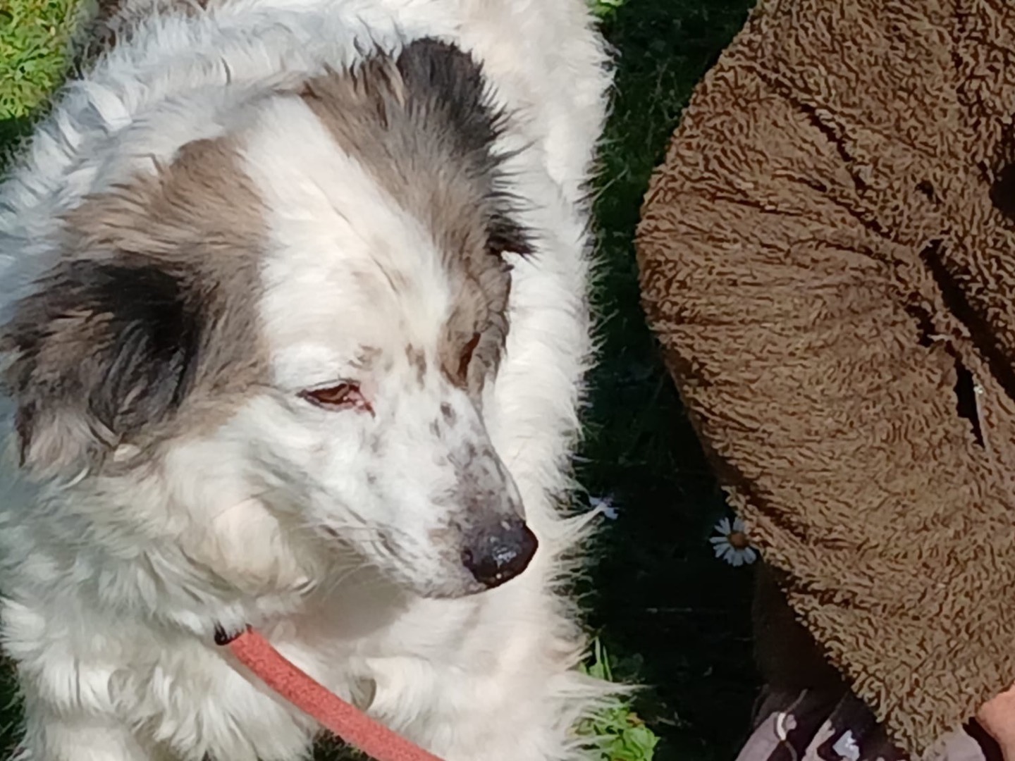 Adotta un cane, taglia media contenuta, maschio, Roma