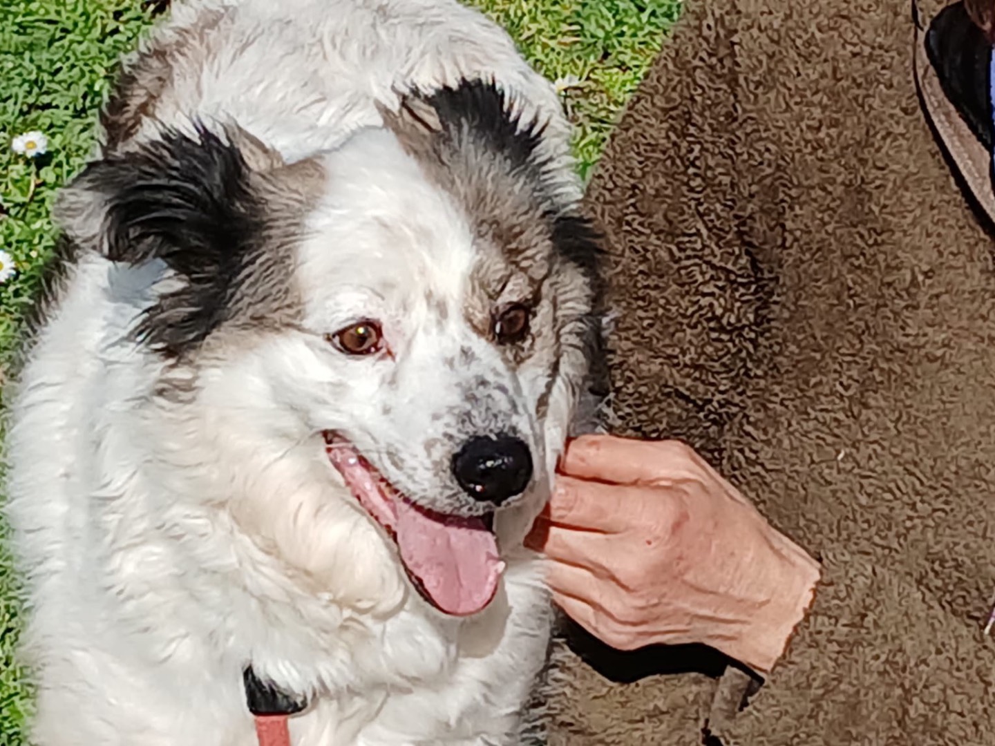 Adotta il cane Gino a Roma