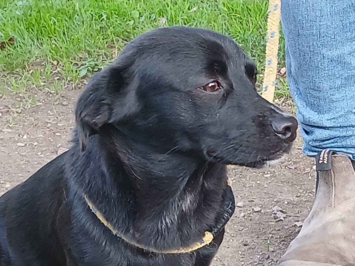 Adotta un cane, maschio, 1 anno e 10 mesi, Roma