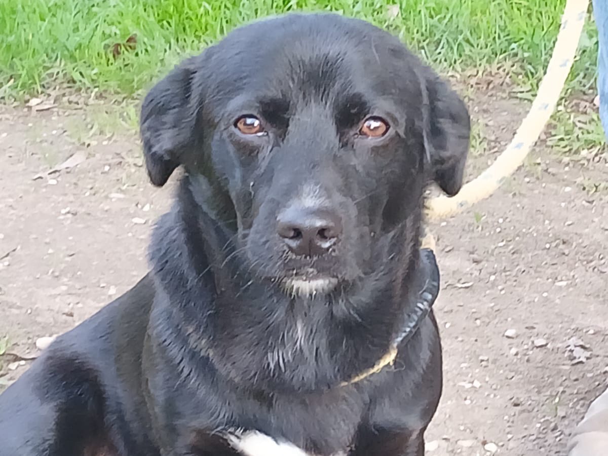 Adotta un cane, taglia media contenuta, maschio, Roma