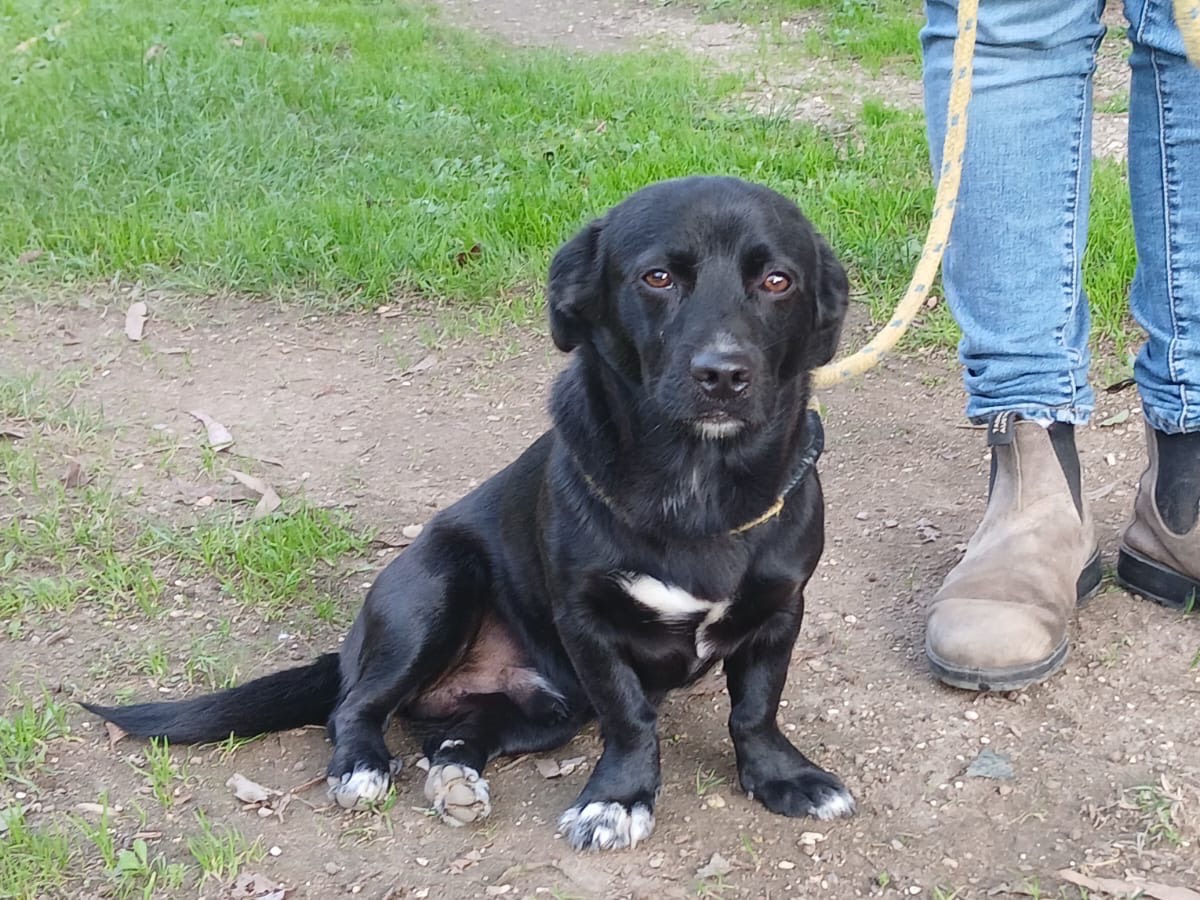 Vuoi adottare un cane a Roma?