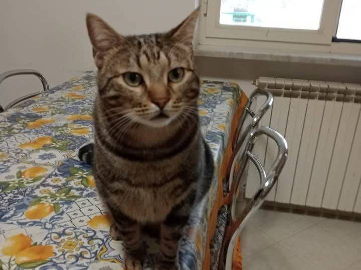 Adotta un gatto, maschio, 2 anni  e 11 mesi , Napoli