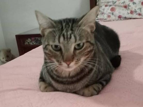 Adotta un gatto, taglia non valida, maschio, Napoli