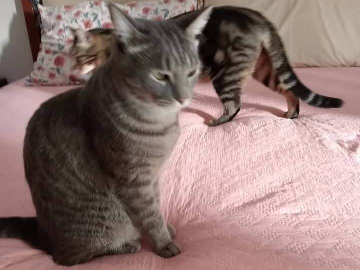 Vuoi adottare un gatto a Napoli?