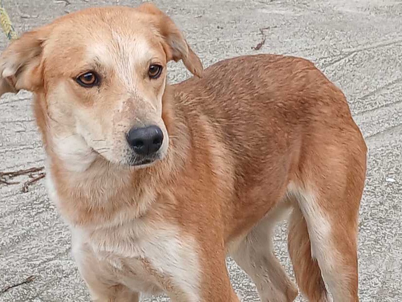 Adozione cane, maschio, Razza sconosciuta Razza sconosciuta, 2 anni, taglia media contenuta, Roma