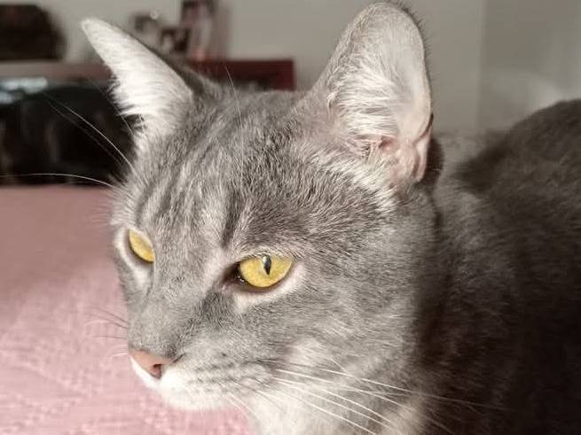 Foto dell'animale