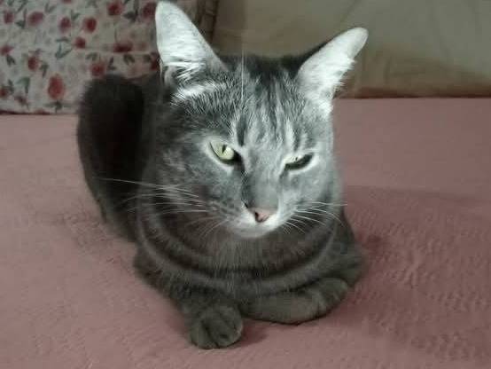Adotta un gatto, maschio, 4 anni  e 4 mesi , Napoli