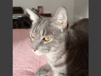 Vuoi adottare un gatto a Napoli?
