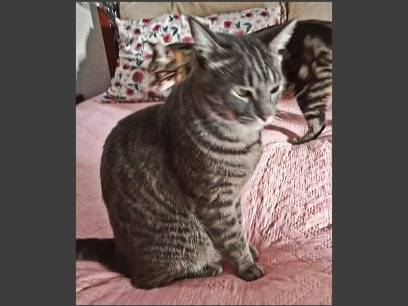 Adotta il gatto Achille  a Napoli