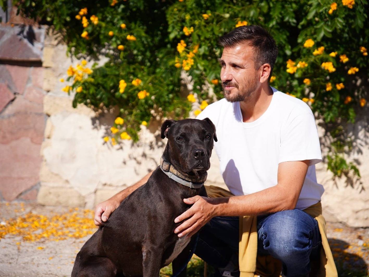 Adotta un cane, maschio, 11 anni  e 2 mesi , Caserta