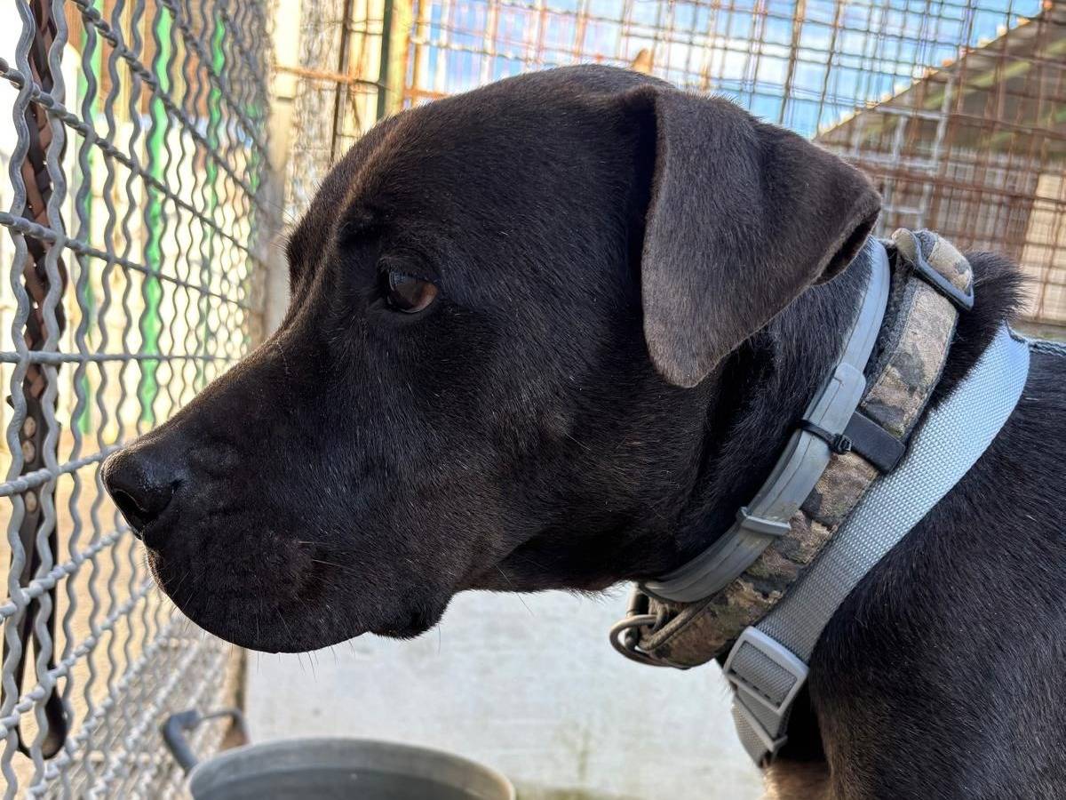 Adotta un cane, taglia media, maschio, Caserta