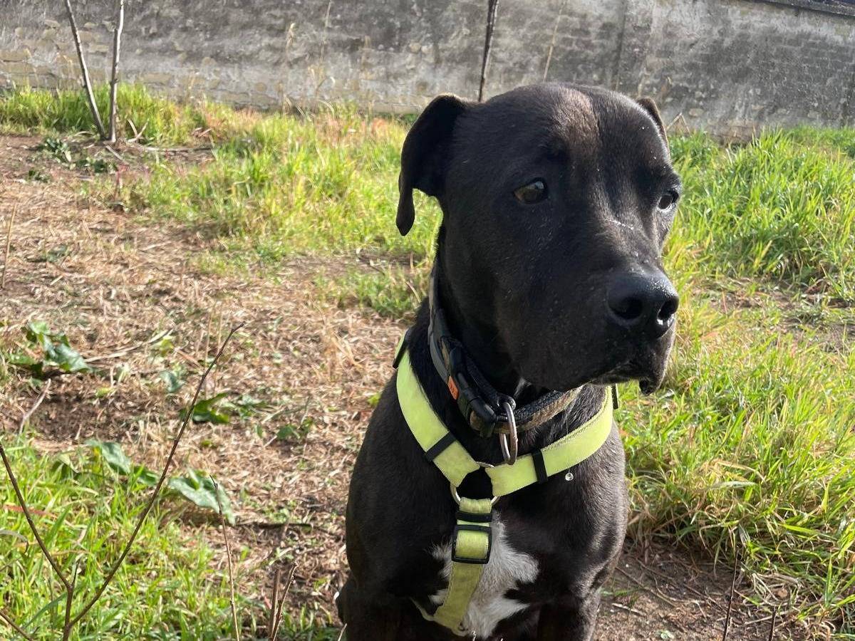 Vuoi adottare un cane a Caserta?