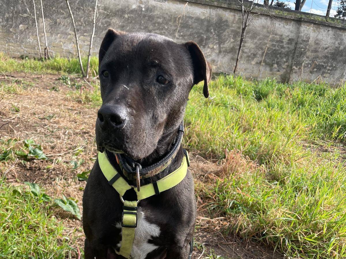 Adotta il cane CLUTCH a Caserta