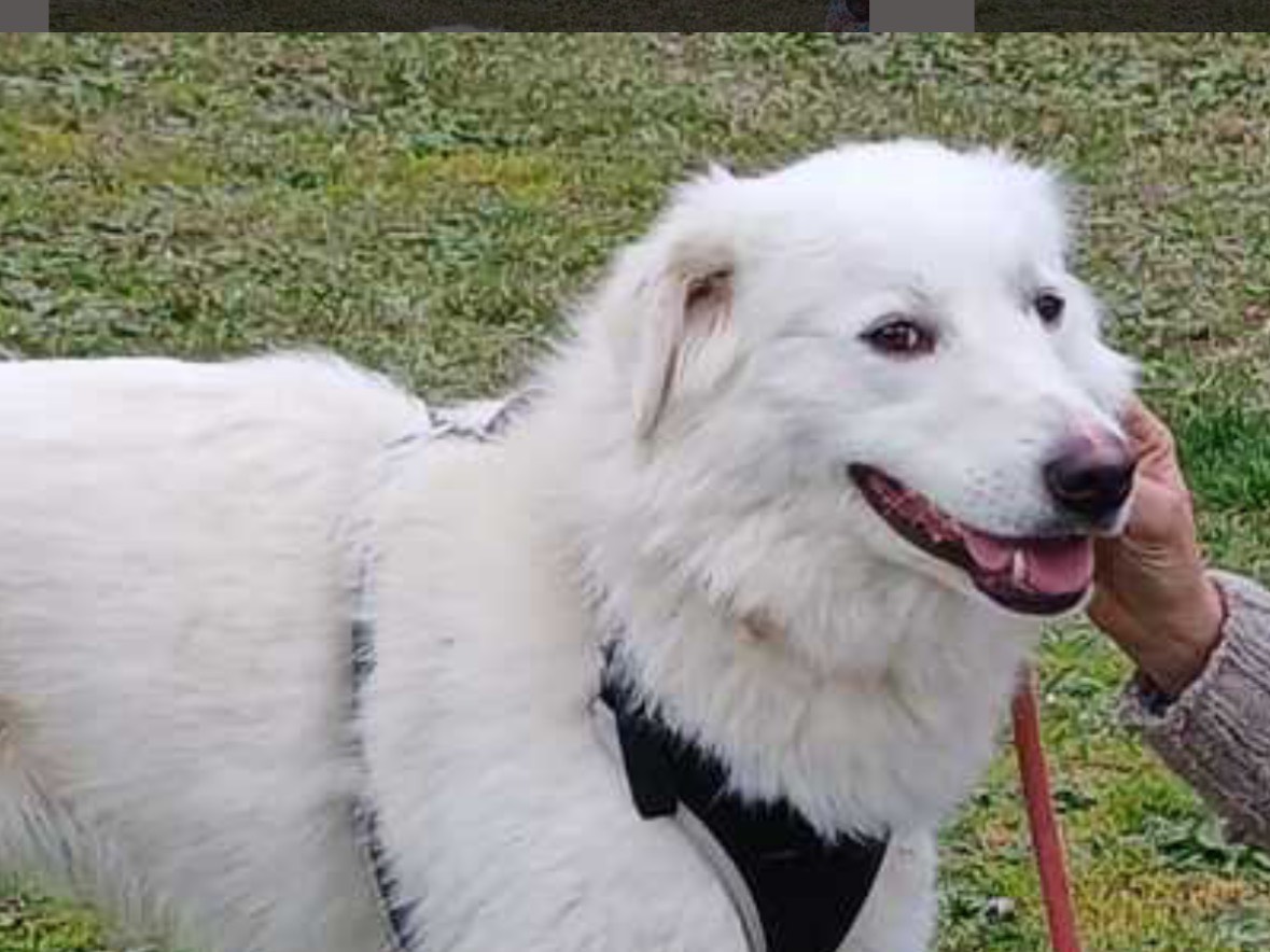 Adotta un cane, femmina, 1 anno e 9 mesi, Roma