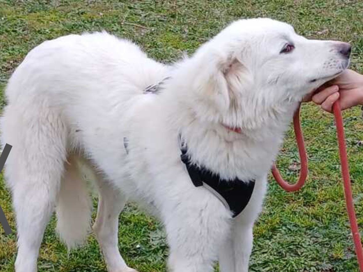 Adotta un cane, taglia grande, femmina, Roma