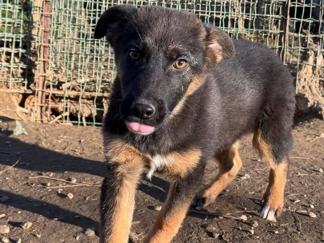 Adotta un cane, maschio, 1 anno e 2 mesi, Torino