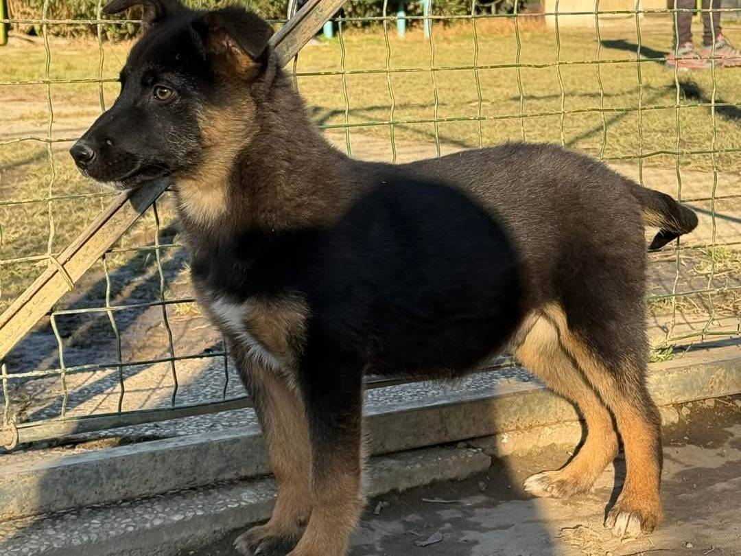 Adotta un cane, taglia media, maschio, Torino