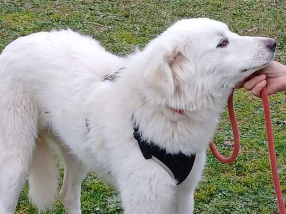 Adotta un cane, femmina, 2 anni e 9 mesi, Roma