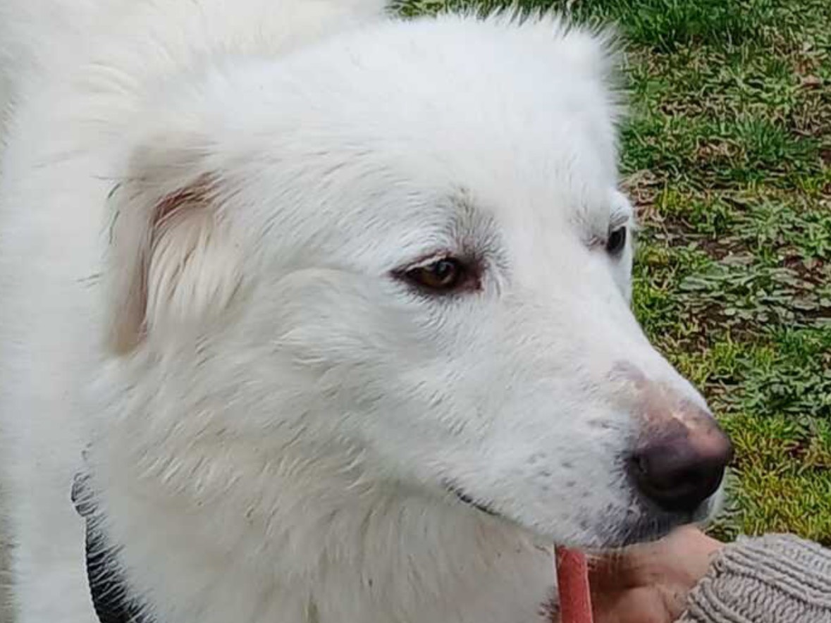 Adotta un cane, taglia grande, femmina, Roma