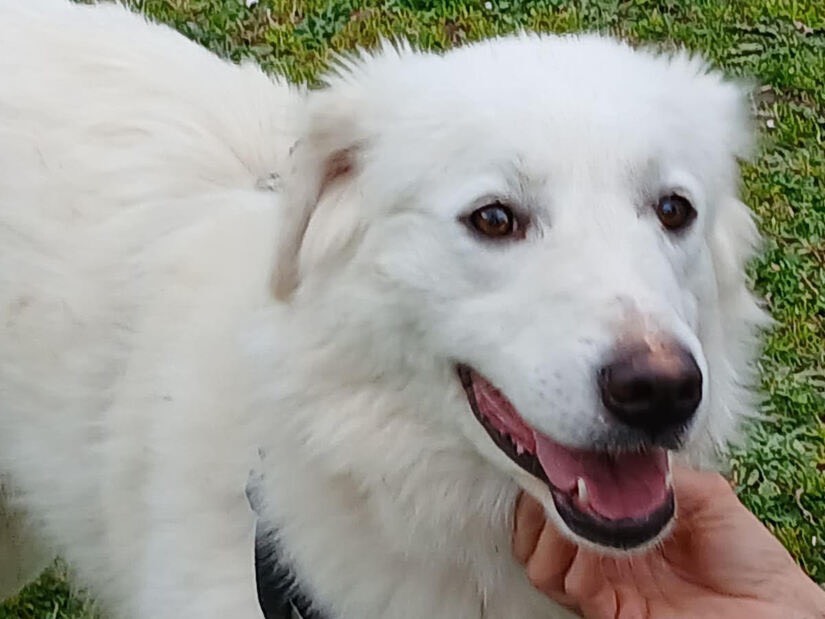 Vuoi adottare un cane a Roma?