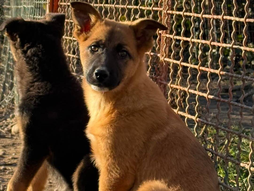 Foto dell'animale