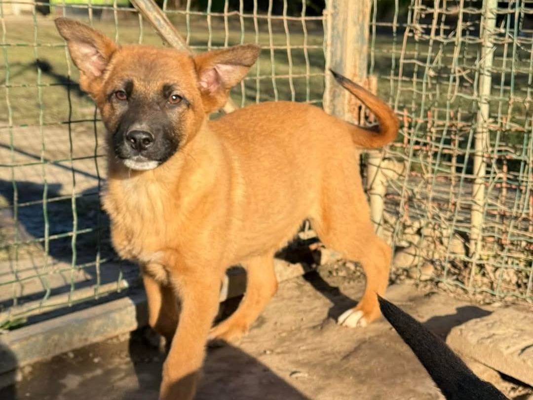 Adotta un cane, maschio, 4 mesi, Torino